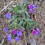 Pulmonaria australis 整株植物