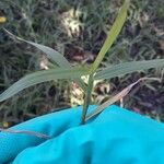 Paspalum repens Hoja
