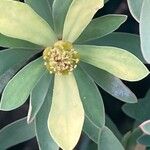 Euphorbia balsamifera Lorea
