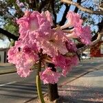 Tabebuia roseaFlor