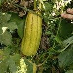 Luffa cylindrica Fruit