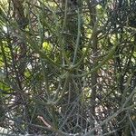 Euphorbia tirucalli 葉