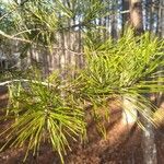 Pinus virginiana Leaf