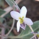 Viola cinerea Квітка