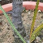 Banksia elderiana