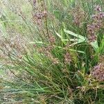 Juncus acutiflorus Flower