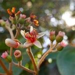 Miconia mirabilis Fruit