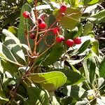 Photinia arbutifolia Hedelmä