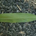 Hedychium coronarium Leaf