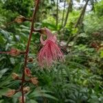 Barringtonia racemosa Květ