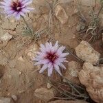 Pseudopodospermum undulatum Flower