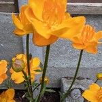 Trollius chinensis Bunge  'Golden Queen'Blomst