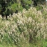 Baccharis spicata Hábito