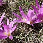 Colchicum montanum Цвят