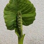 Alocasia macrorrhizos Blatt