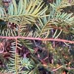 Taxus brevifolia Лист