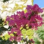 Lagerstroemia indicaÇiçek