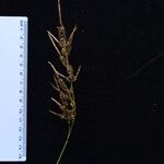 Carex myosurus