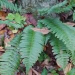 Polypodium virginianum Лист