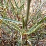 Bupleurum fruticescens Feuille