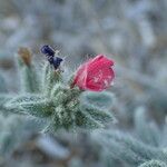 Echium angustifolium फूल