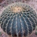 Ferocactus glaucescens Corteccia