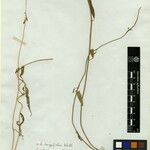 Ceropegia longifolia