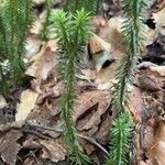 Lycopodium annotinumList