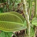 Miconia calvescens Leaf