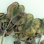 Lomatium repostum Fruit