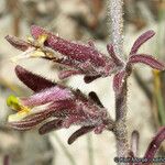 Cordylanthus parviflorus Fleur