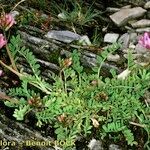 Astragalus leontinus Habit