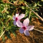 Otomeria oculata Hábito
