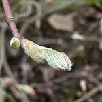 Acer japonicum Ліст