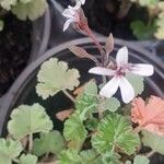 Pelargonium odoratissimum Floare