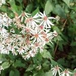 Eurybia macrophylla Flower