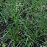 Scirpus atrovirens Libunga