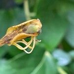 Lonicera japonica Fruit