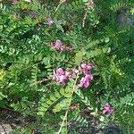 Indigofera heterantha Habit