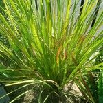 Dietes bicolor Leaf