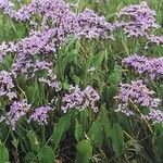 Limonium vulgare Buveinė