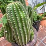 Echinopsis schickendantzii Hoja
