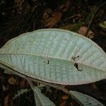Miconia pterocaulon 葉
