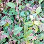 Persicaria microcephala葉