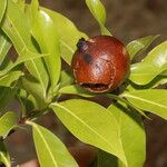 Alibertia edulis Fruit