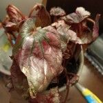 Begonia rex ഇല