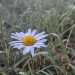 Leucanthemum heterophyllum 花