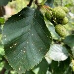 Alnus alnobetula 葉