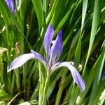 Iris lactea Blomma