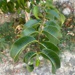 Cryptostegia grandiflora Leaf